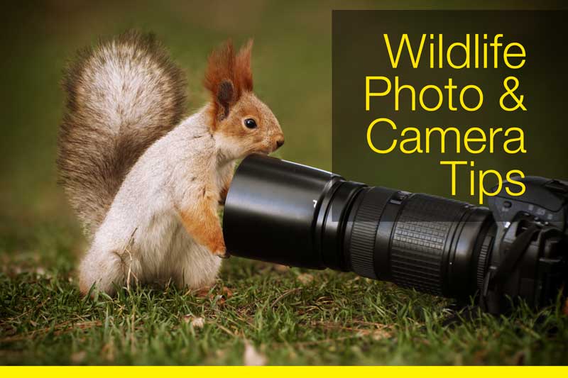 wildlife-photo-camera-tips