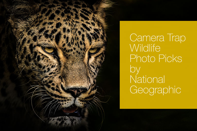 camera-trap-wildlife-photo-national-geographic