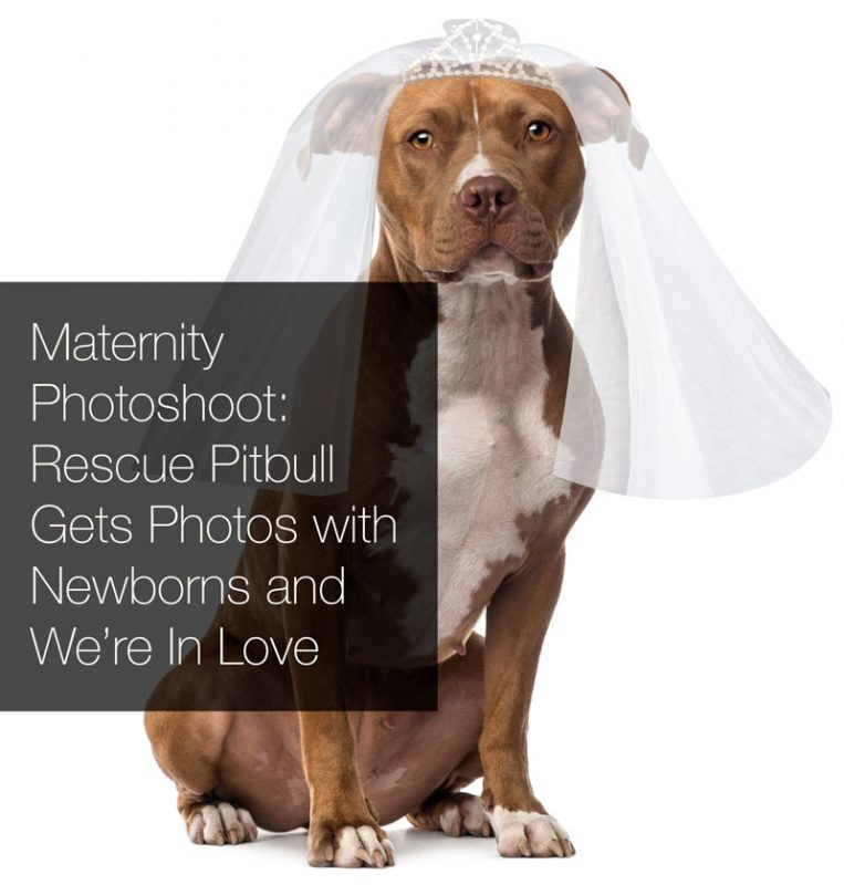 rescue_pitbull_gets_maternity_photoshoot