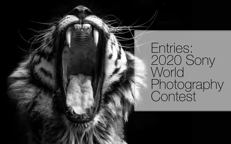 sony-world-photo-contest-2020